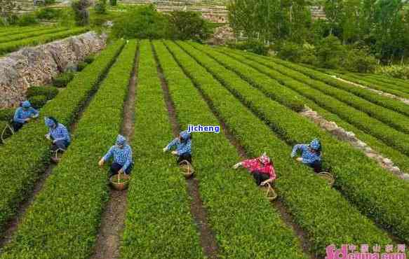 日照产茶的地方-日照产茶的地方有哪些