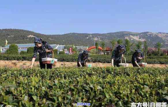 日照出茶叶的地方：探寻中国茶叶的重要产地