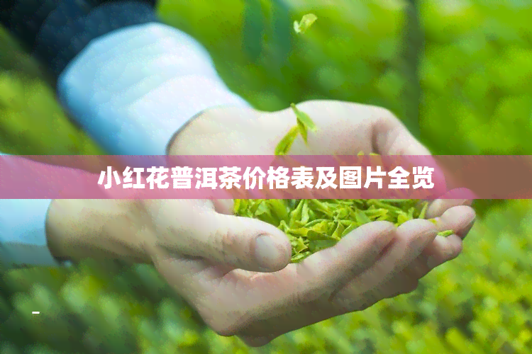 小红花普洱茶价格表及图片全览